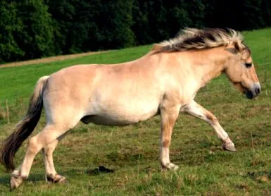 garrudo