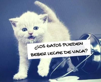 котките