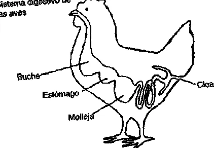 alimentaci