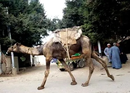 normális dolog