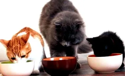 които котката