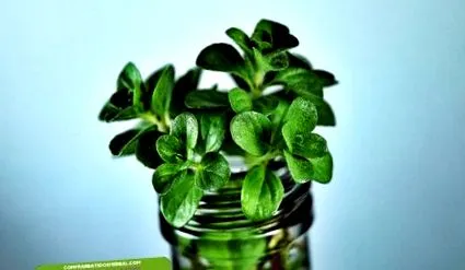 herbalife