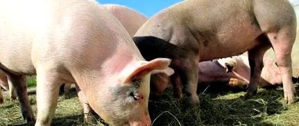 carnes