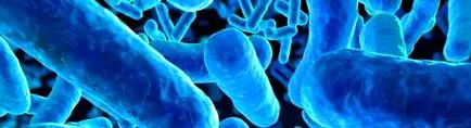 intestinal