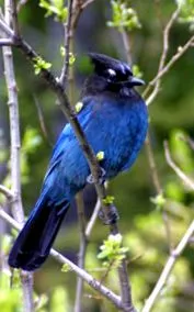 tarajos