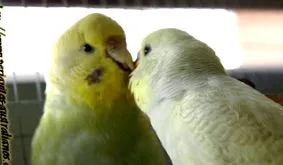 egyedül