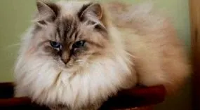 снимки