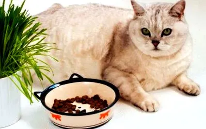 котешко
