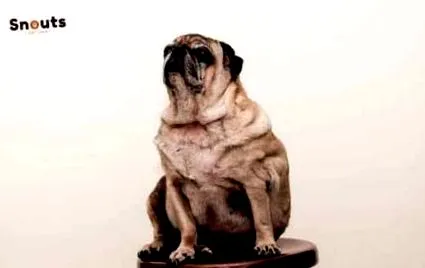 animalul companie canină