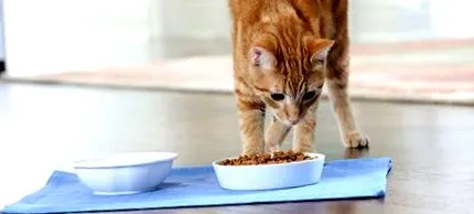котешка храна