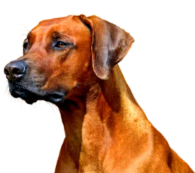garhe