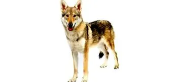 wolfdog