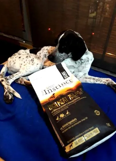 háziállatok számára