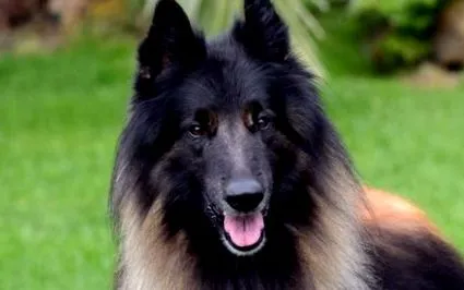 juhász