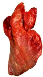 marhahús