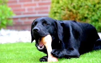labradorja