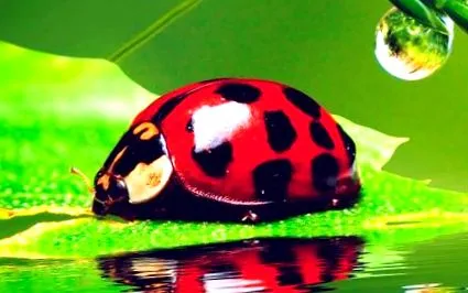 katicabogarak