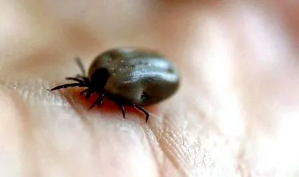 ehrlichia canis