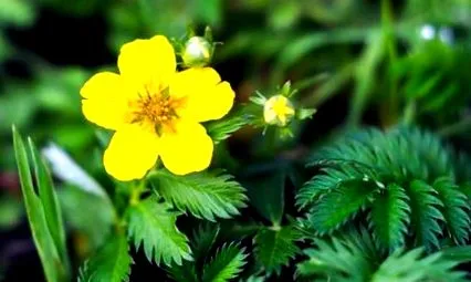 potentilla