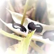 alapú