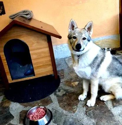 állatok