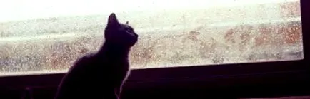 какво