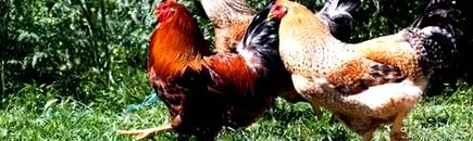 agrinews