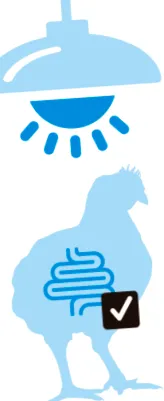 baromfiválogatók