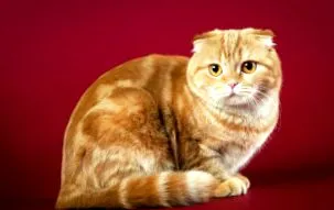 wikipets