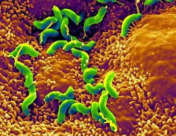 pylori
