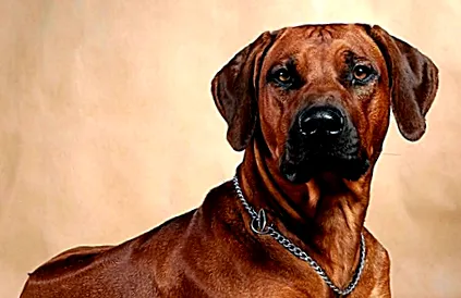 rhodesian