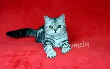 Шотландска гънка