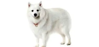 amit