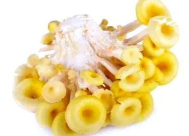 rákellenes