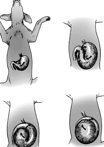 portalveterinaria