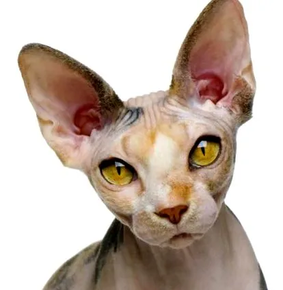 sphynx