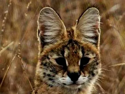 serval