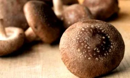 shiitake