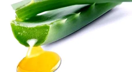 agave