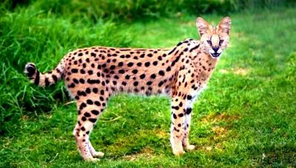 serval