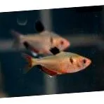 serpae tetra