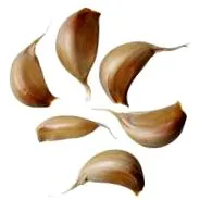 seghnp