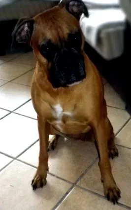 lába
