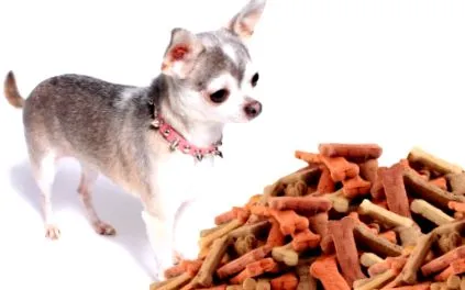 chihuahuák