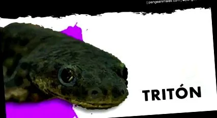 newts