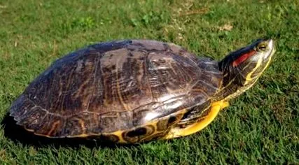 turtle