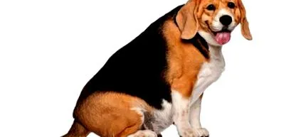 куче