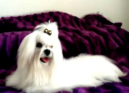 bichon