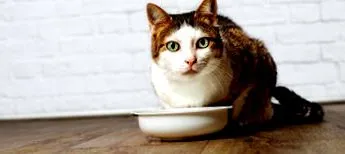 purina