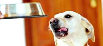 purina